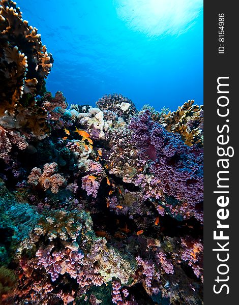 Coral and fish taken in the red sea.