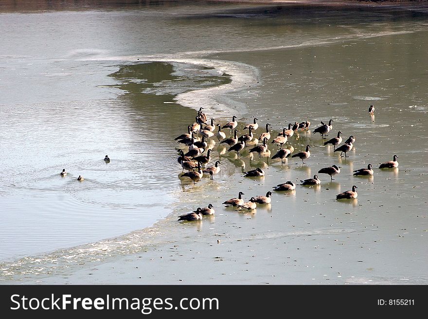 Geese and ducks on frozen lake. Geese and ducks on frozen lake
