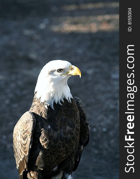 Bald eagle in sun light