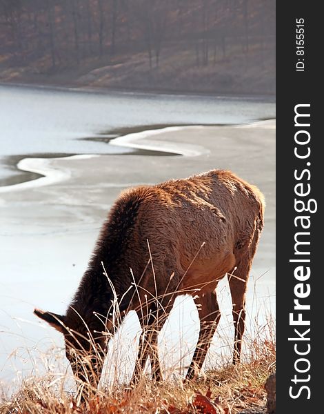 Cow elk feeding by frozen lake