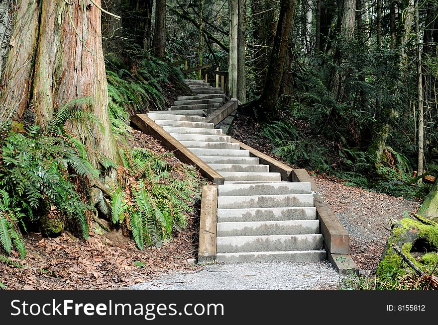 Concrete steps along the path of a woodland hiking trail. Concrete steps along the path of a woodland hiking trail
