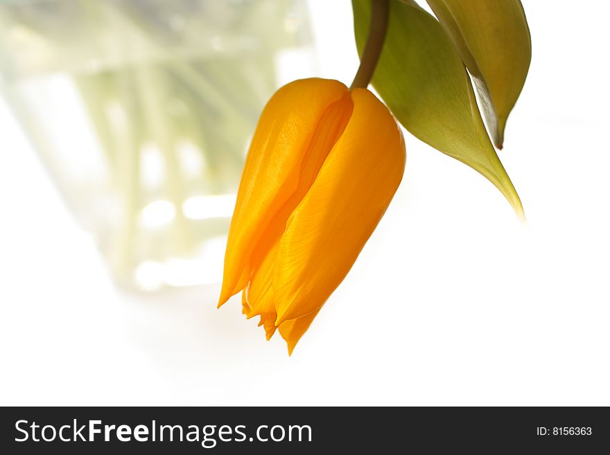 Yellow tulip in the vase on white background