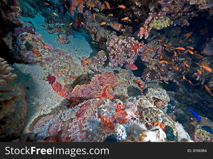 Smallscale scorpionfish (Scorpaenopsis oxycephala) taken in the red sea. Smallscale scorpionfish (Scorpaenopsis oxycephala) taken in the red sea.