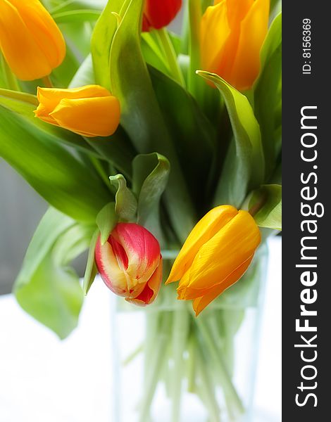 Tulips in the glass vase close up