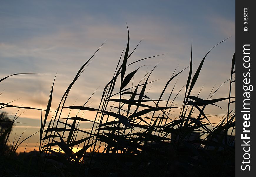 Grass growing on the shore of the lake, against the backdrop of sunset. Grass growing on the shore of the lake, against the backdrop of sunset