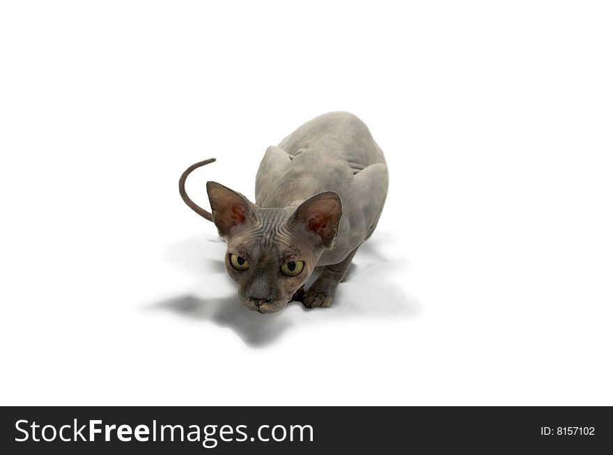 Hunting sphinx cat, white background. Hunting sphinx cat, white background