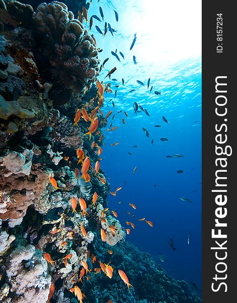 Coral and fish taken in the red sea.