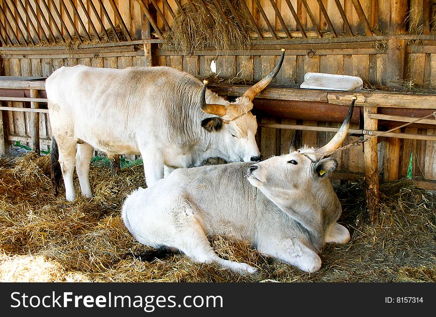 Hungarian Steppe Cows