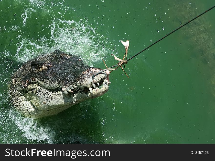 Big crocodile caught with the fishing rod. Big crocodile caught with the fishing rod