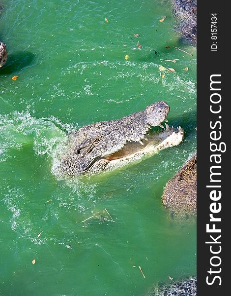 Crocodile swimming in the zoo pond in Thailand. Crocodile swimming in the zoo pond in Thailand