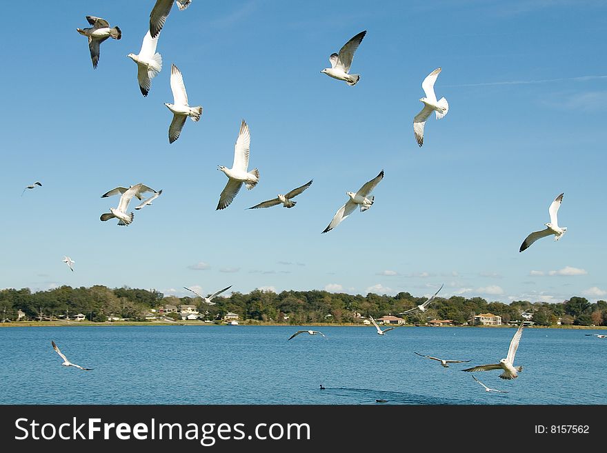 Seagulls flying along the lake shore. Seagulls flying along the lake shore.