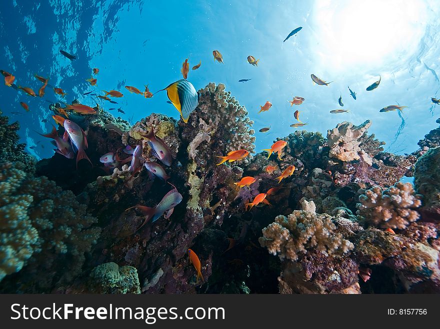 Coral and fish taken in the red sea.