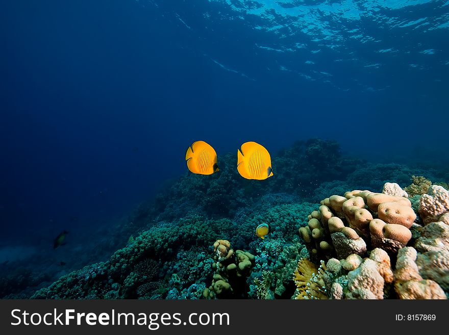 Masked butterflyfish (Chaetodon semilarvatus)taken in the red sea.