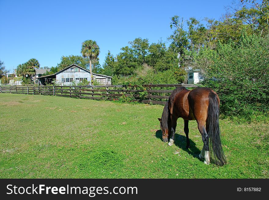 Horse And Old Barn.