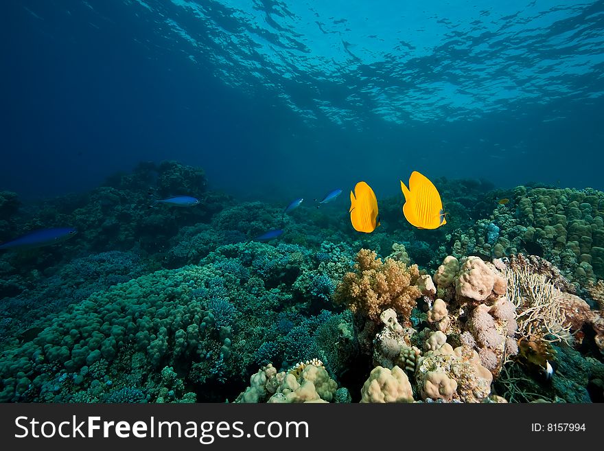 Masked butterflyfish (Chaetodon semilarvatus)taken in the red sea.