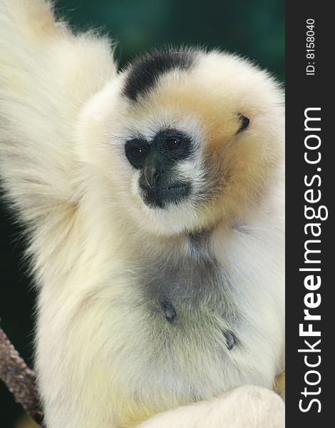 Portrait of White-cheeked Gibbon