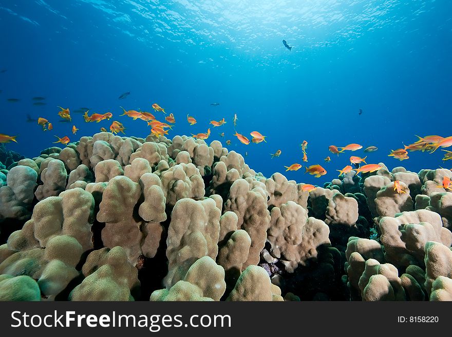 Oman Anthias, Coral And Ocean