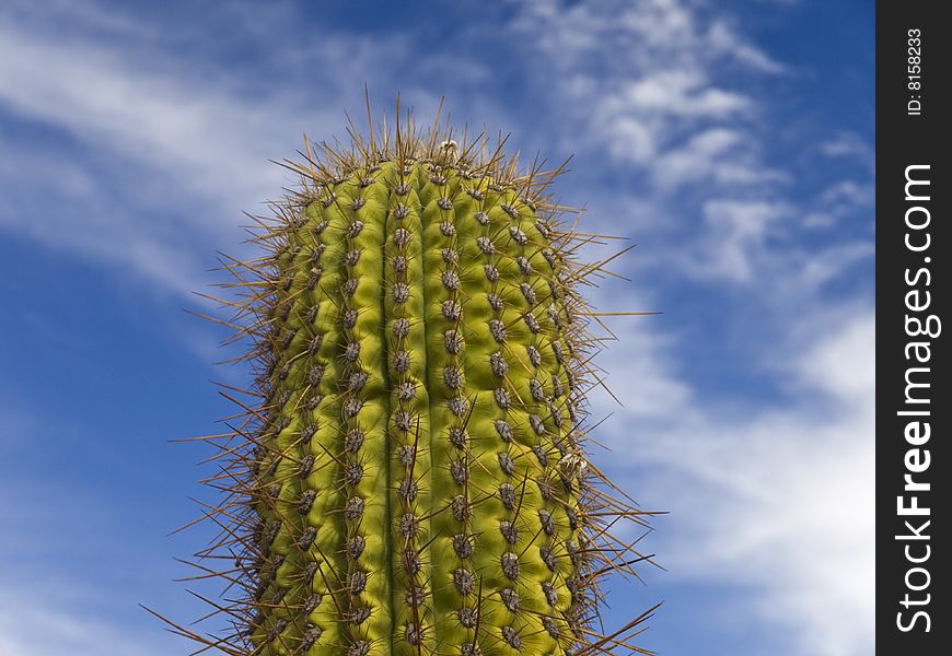 A green cactus over a blue sky with clouds.