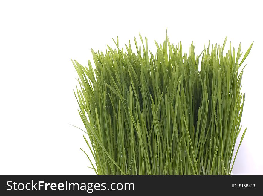 Isolated shot of wheat grass with water drops