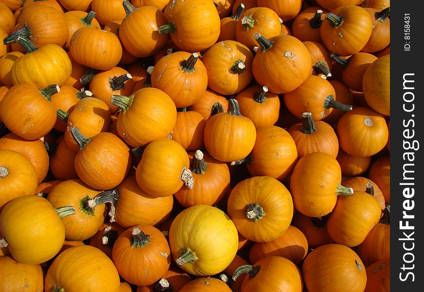 Harvested pumpkins ready for sale.