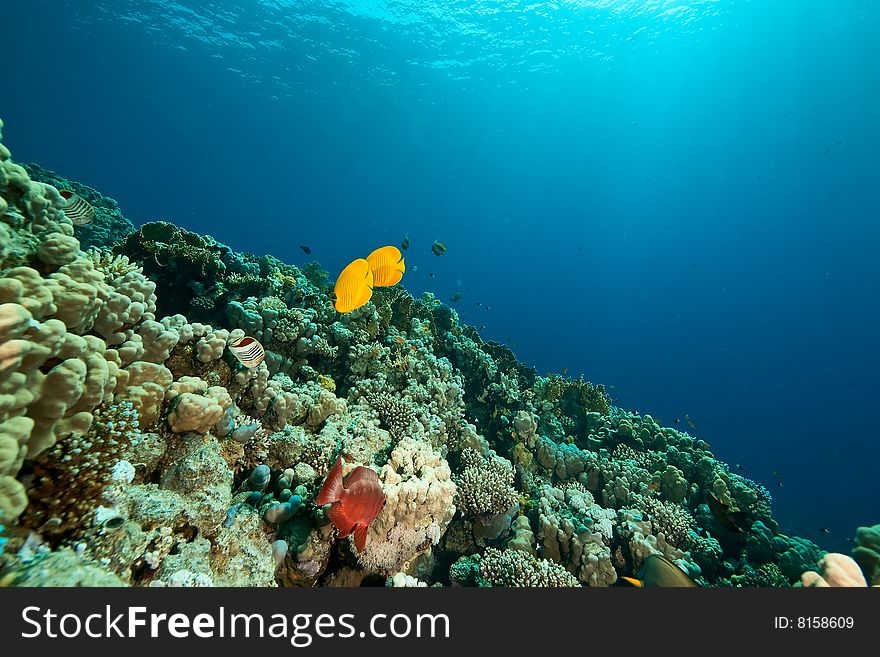 Masked butterflyfish (Chaetodon semilarvatus)taken in the red sea.