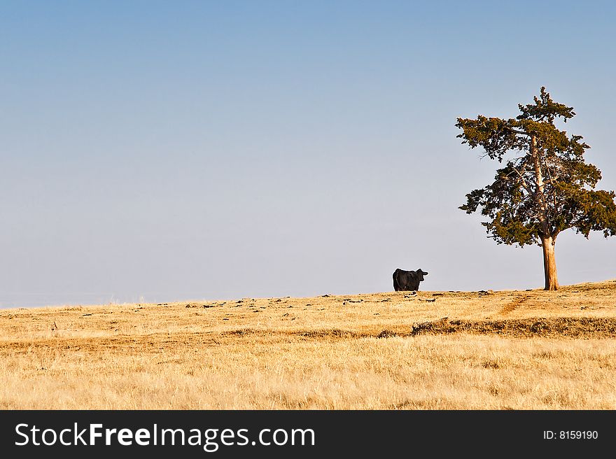 Silhouette of a cow on the horizon beside a lone cedar tree