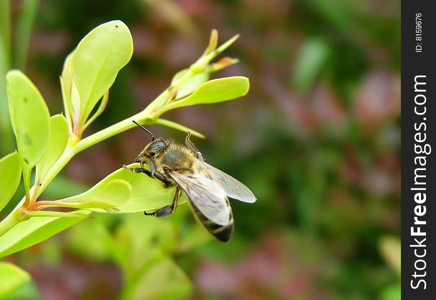 This is a bee sitting on some flower.