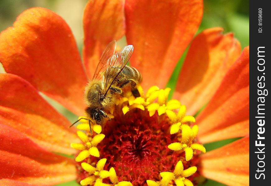 This is a bee sitting on some flower.