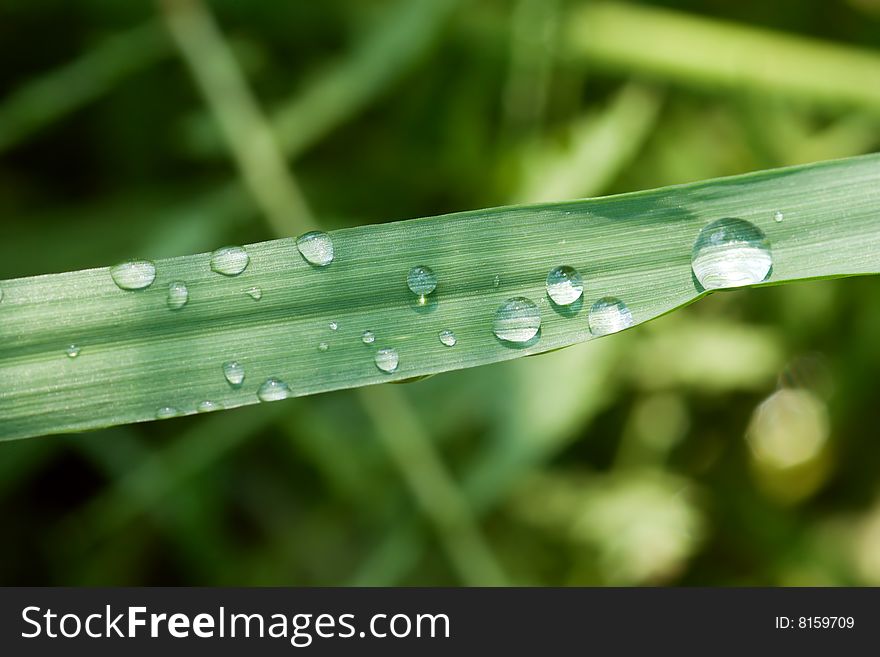 Rain drops on grass leaf. Rain drops on grass leaf