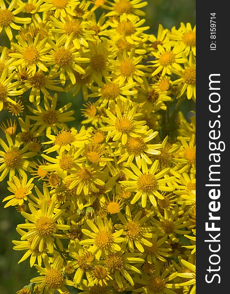 Bunch of blooming yellow chamomiles. Bunch of blooming yellow chamomiles