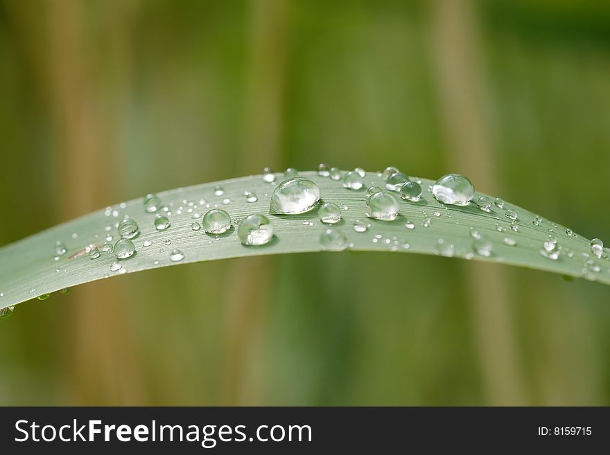 Rain drops on grass leaf. Rain drops on grass leaf