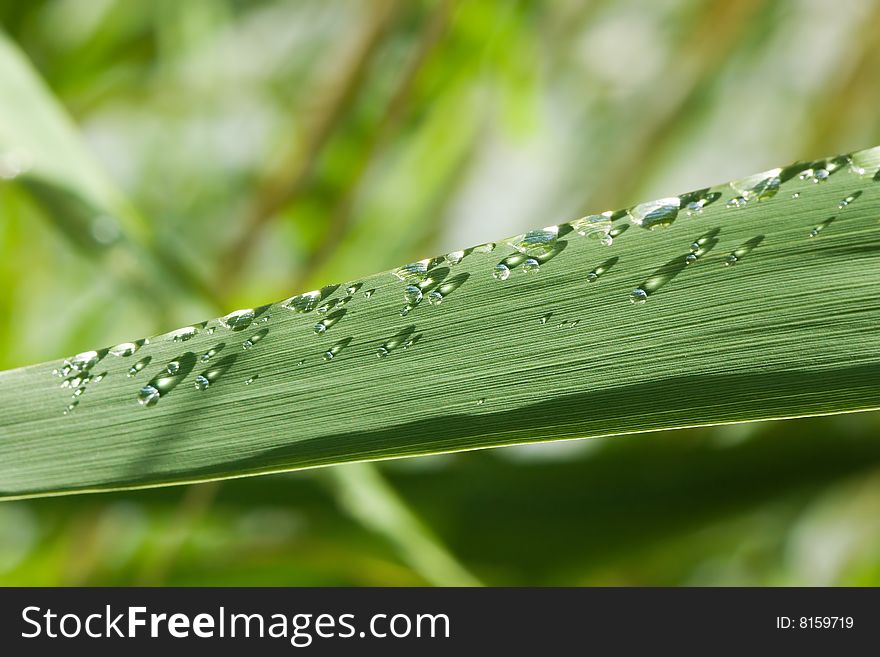 Rain drops on grass leaf. Rain drops on grass leaf