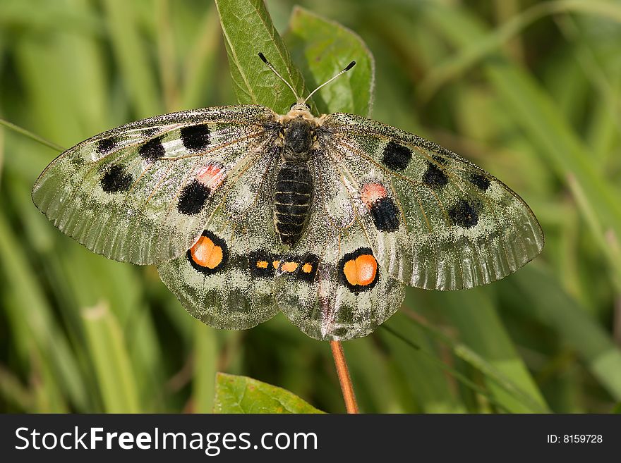 Nomion butterfly sitting on the grass