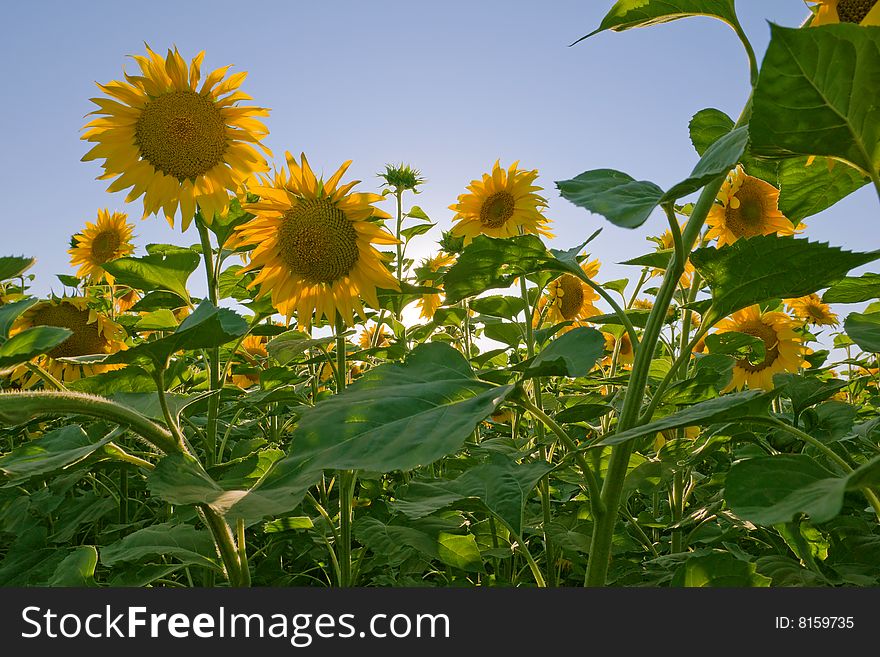 Sunflower field with blue sky