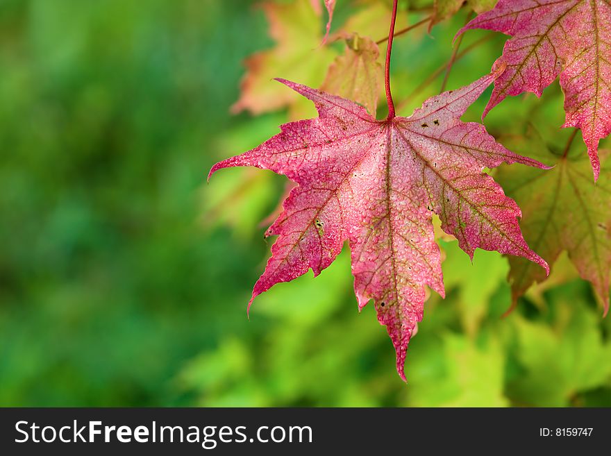 Autumn, maple leaves with rain drops