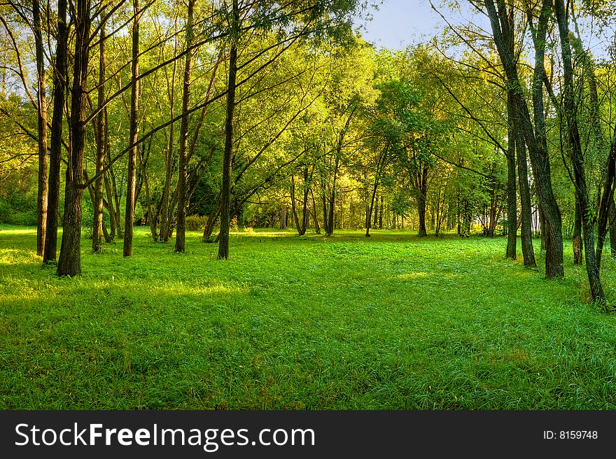 Sunlight rays in the forest. Sunlight rays in the forest