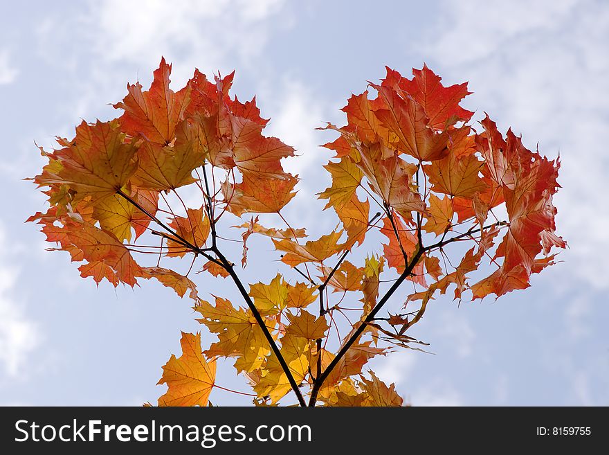 Autumnal red maple leaves on sky