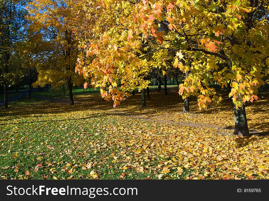 Autumn in park with gold maples. Autumn in park with gold maples