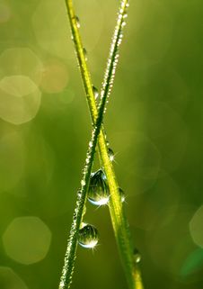 Fresh Grass With Dew Drops Close Up Royalty Free Stock Photo Fresh Grass With Dew Drops Close Up Royalty Free Stock Photo