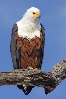 African Fish Eagle Stock Image