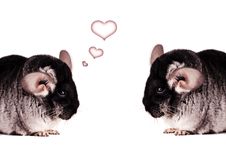 Two Chinchillas On White Background Royalty Free Stock Image