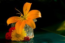 Day Lilly In Miniature Pitcher Royalty Free Stock Photography Day Lilly In Miniature Pitcher Royalty Free Stock Photography