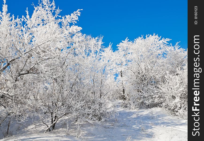 Winter park landscape with frozen trees and clear blue sky. Winter park landscape with frozen trees and clear blue sky