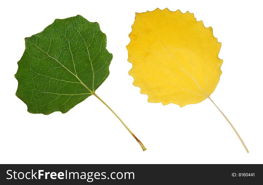 Two isolated leaves of trees two colors. Two isolated leaves of trees two colors