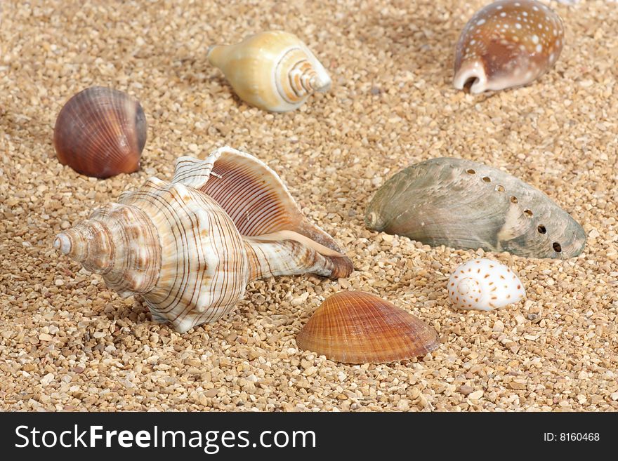 Group of seashells laying in the sand