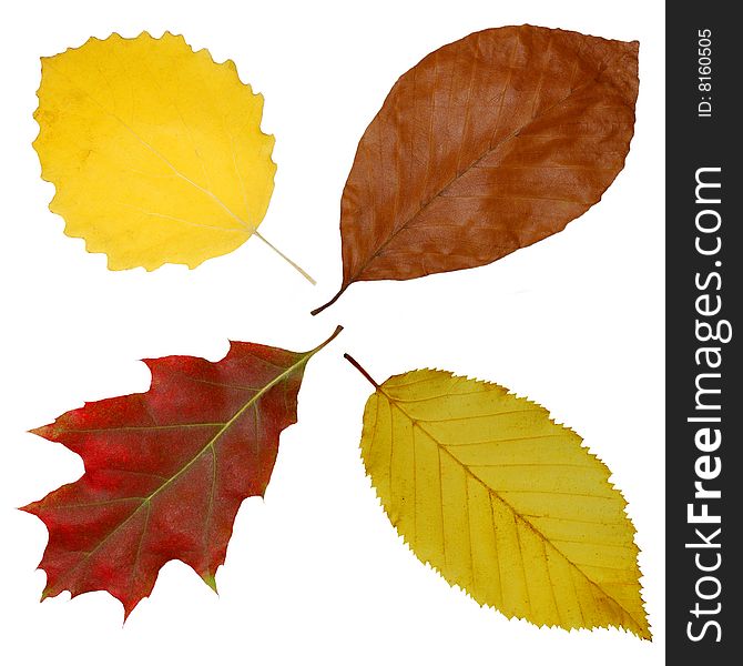 Four isolated leaves of four different trees. Four isolated leaves of four different trees