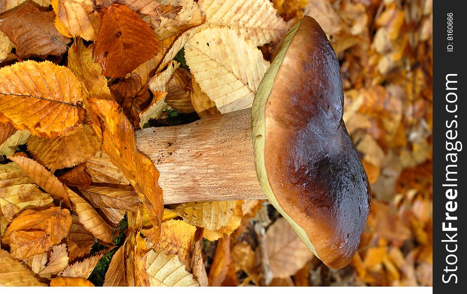 Great fungus in autumn leaves. Great fungus in autumn leaves