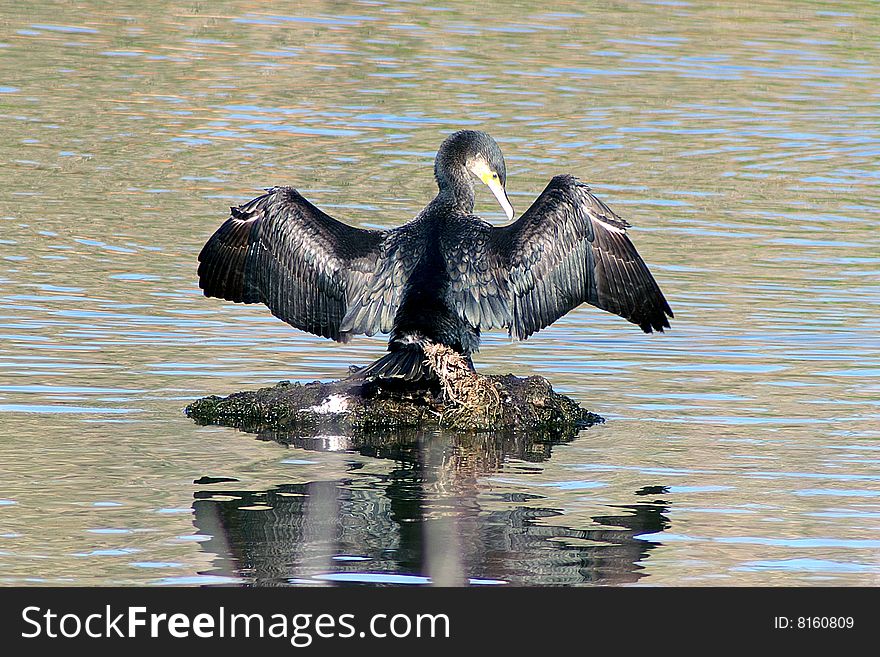 Cormorant sitting and drying the wings