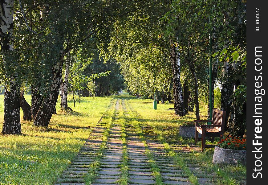 Green tree alley with road. Summer time. Green tree alley with road. Summer time.