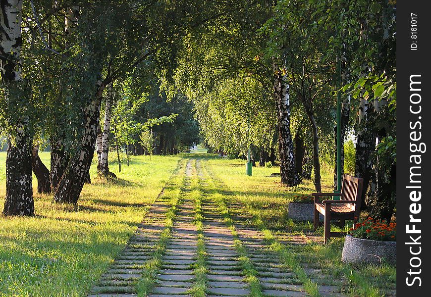 Summer Green Tree Alley